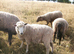 Ram lamb, 5 months old