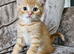 5 kittens x British blue shorthair crossed