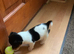 Miniature Jack Russell pup for sale