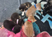 Sushi's litter