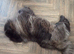 Female chow chow