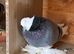 breeding pair