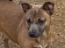Jack Russell girl puppys really for there new homes