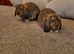 2 Rabbits &pound;50 for both of &pound;30 each