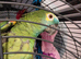 Blue fronted Amazon