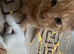 Full ginger boy kiten