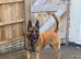 LOVING 4-YEAR-OLD DOG LOOKING FOR HIS FOREVER HOME