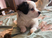 Bichon Maltese