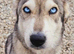 Husky female needing a forever home