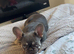 Prada for rehome