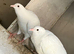 White pigeon yong birds available