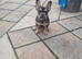 Frenchbulldog male