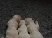 Malshi Pups!