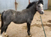 Registered Welsh section A gelding yearling