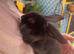 Harlequin bunny&rsquo;s / rabbit