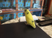 BABY F - ALL YELLOW /BLUE PIED baby 7 weeks old BOY it looks like (missing tail at the moment)