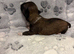 Lhasa Apso puppies for sale