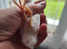 Button quail