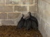 6 Guinea fowl