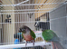 This years baby conures