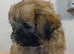 KC reg Shih Tzu girl