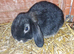 Mini Lop Females