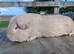 Self Lilac guinea pig