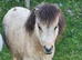 Jambarrie Chandler 1yr old Buckskin Colt