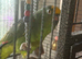 Beautiful mango