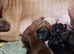 Beautiful litter off 11 staffy puppies