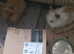 Mini lion lop rabbit for sale