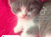 2. Males kittens