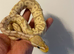 Banana vanilla ball python with setup