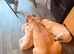 German shepherd cross boxers