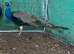 2-Year-Old Male Peacock  - Beautiful