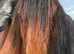 WelshD/1/4Warmblood