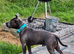 AVAILABLE FOR STUD: ARLO – BLUE & WHITE STAFFY (HEALTH TESTED CLEAR)