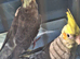 Small colony mutation cockatiels