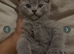 British shorthair kittens