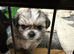 Puppy Shi Tzu