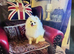 Bambi white Pom wanted