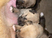 Beautiful cane corso x mastiff x border collie puppies