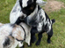 Female Pygmy goat