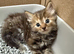 Maine Coon x bsh friendly bundles of fluff