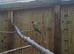 Plum head pair bred last year