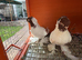 Polish Fancy Pigeons for Sale