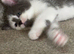 2 female kitten