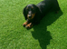 Female fluffy dachshund