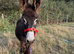 Choco the baby donkey