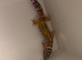 Leopard geckos